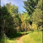 A tree-lined pathway in a forest setting.
