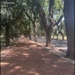 A tree-lined pathway in a park.