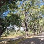 A tree-lined pathway with a blue sky above.