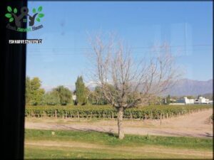 A tree stands alone in a field, surrounded by a vineyard.