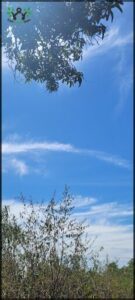 A tree with a blue sky in the background.