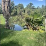 A tree with a sign on it stands near a pond.