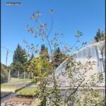 A tree with red berries is growing in a greenhouse.