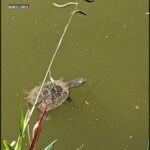 A turtle is swimming in a pond with green water.
