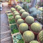 A variety of cacti are displayed in pots, with some of them being small and green.