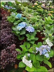 A variety of colorful flowers are displayed in pots, including purple, blue, and white hues.