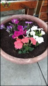 A variety of flowers are planted in a large pot, creating a beautiful and colorful display.