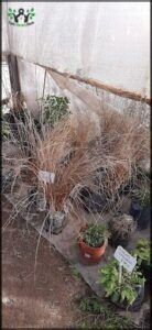 A variety of plants are displayed in pots, including a plant with a tag that reads "Brown."