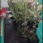 A variety of plants are growing in pots, including cacti and other greenery.