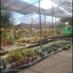 A variety of potted plants are displayed in a garden, with some hanging from the ceiling.