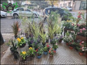 A variety of potted plants are displayed on a sidewalk, including flowers and grass.