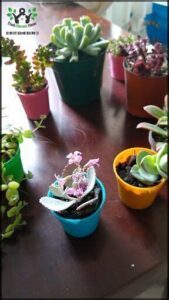 A variety of potted plants are displayed on a table, including a small blue pot with a purple flower.