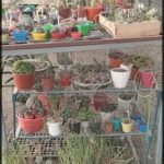 A variety of potted plants are displayed on a table, including cacti and other plants.
