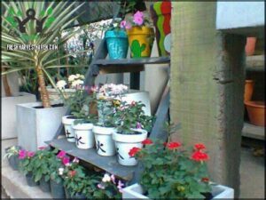 A variety of potted plants are displayed on a wooden shelf, including a mix of flowers and cacti.