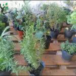 A variety of potted plants are displayed on a wooden table, including a plant with a yellow tag.