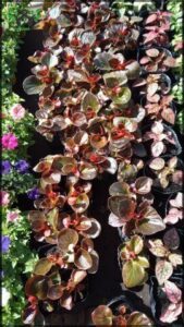 A variety of potted plants, including red and green ones, are displayed in a garden shop.