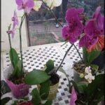 A vibrant display of orchids in various colors, including white, purple, and pink, are arranged on a table, each potted in decorative sleeves, with additional potted plants visible through a window in the background.
