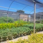 a view of a greenhouse with a lot of plants inside
