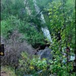 A waterfall is surrounded by trees and bushes, creating a serene and natural setting.