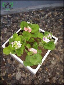 A white planter with a variety of flowers sits on a rocky surface.