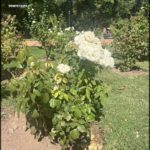 A white rose blooms in a garden setting.