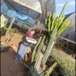 A woman holding a box of food stands in front of a large cactus.