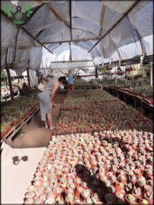 A woman is shopping for plants in a greenhouse.