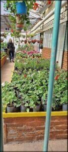 A woman walks past a large display of potted plants, including a variety of flowers.