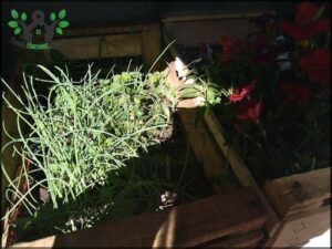 A wooden box filled with various plants, including grass and flowers.
