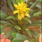 A yellow flower is blooming in a pot.
