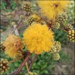 A yellow flower with a green stem.