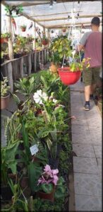 Almacen de plantas Vivero