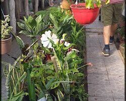 Almacen de plantas Vivero
