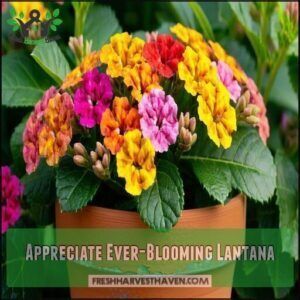 Appreciate Ever-Blooming Lantana