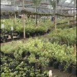 arafed area of plants in a greenhouse with a man standing in the middle