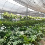 arafed area with plants and a walkway in a greenhouse