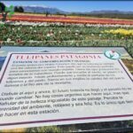 arafed sign in front of a field of tulips with a mountain in the background