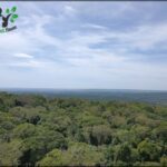 arafed view of a forest with a blue sky and a few clouds