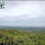 araffe view of a forest and a valley from a lookout