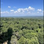 araffes in the middle of a forest with a blue sky