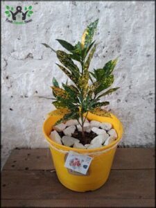 Argelia cactus y artesanías