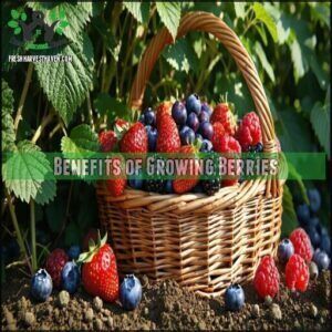 Benefits of Growing Berries