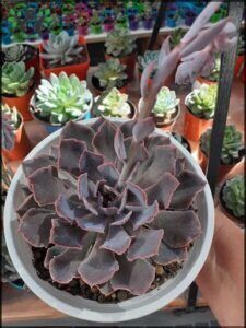 Cactus y suculentas