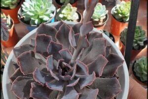 Cactus y suculentas