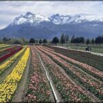 Campo de tulipas 16/10/2024