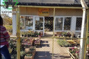 Caricias Vivero
