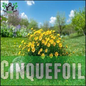 Cinquefoil