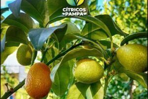 Cítricos Pampa