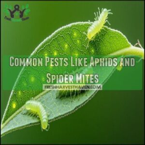 Common Pests Like Aphids and Spider Mites