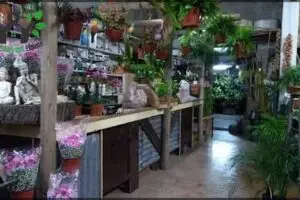 CONCEPTO PLANTA